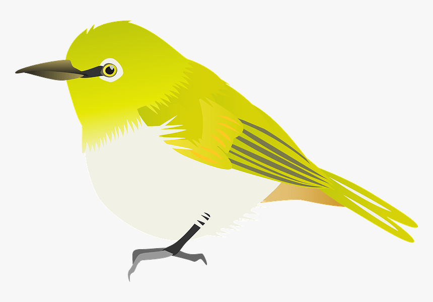 Japanese White-eye Apricot Clipart - Old World Flycatcher, HD Png Download, Free Download