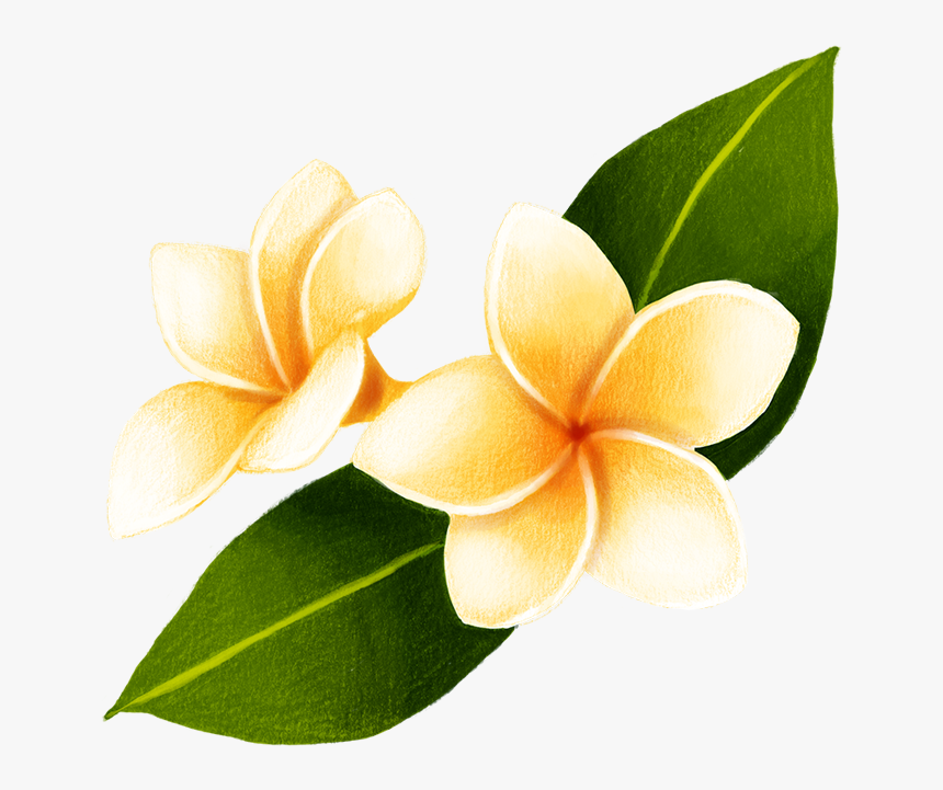 Thank You Frangipani, HD Png Download, Free Download