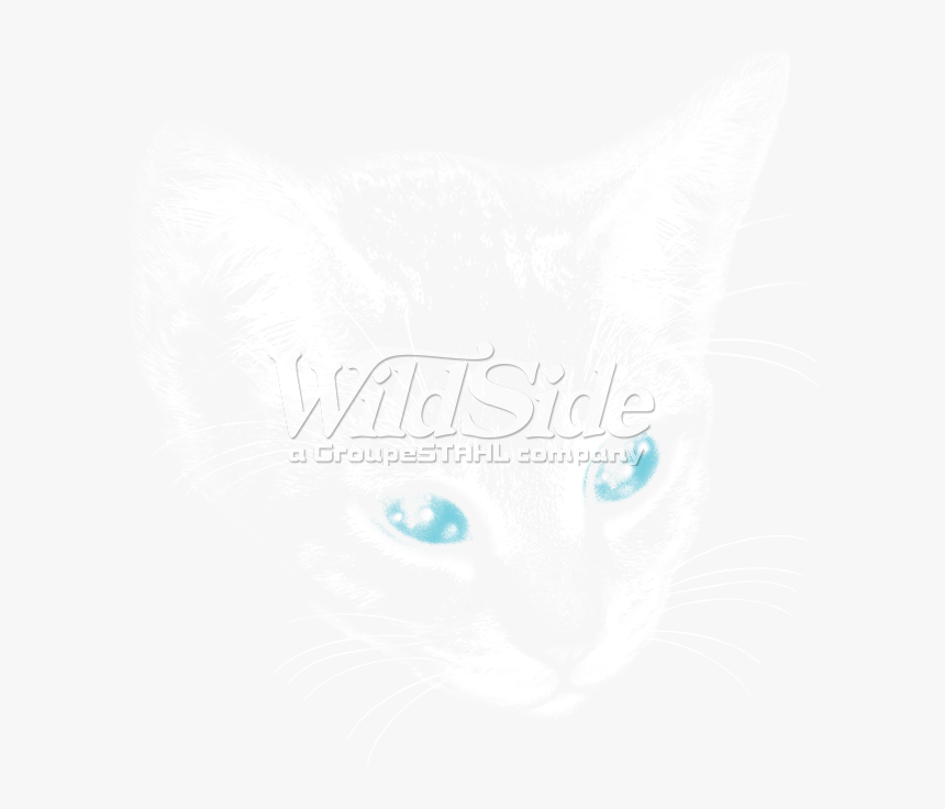 Transparent Cat Eyes Png T Shirt Png Download Kindpng - frightened cat t shirt transparent roblox