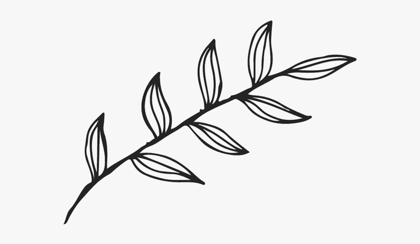 Leaf Outline Png, Transparent Png, Free Download