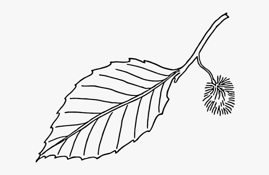 Leaf Outline - Black And White Leave, HD Png Download, Free Download