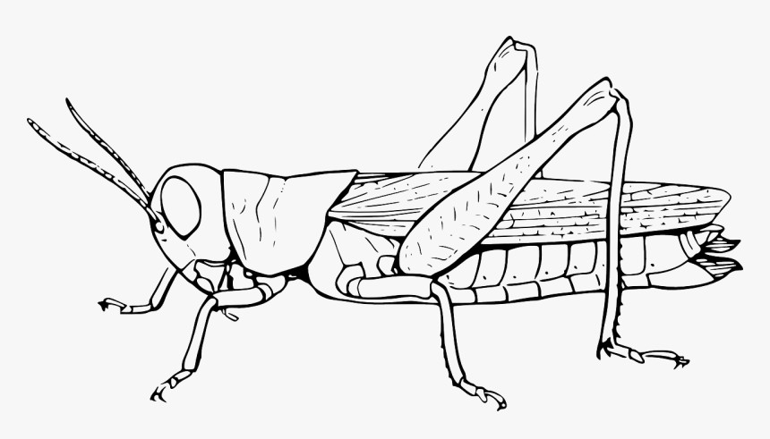 Grasshopper Black And White, HD Png Download, Free Download