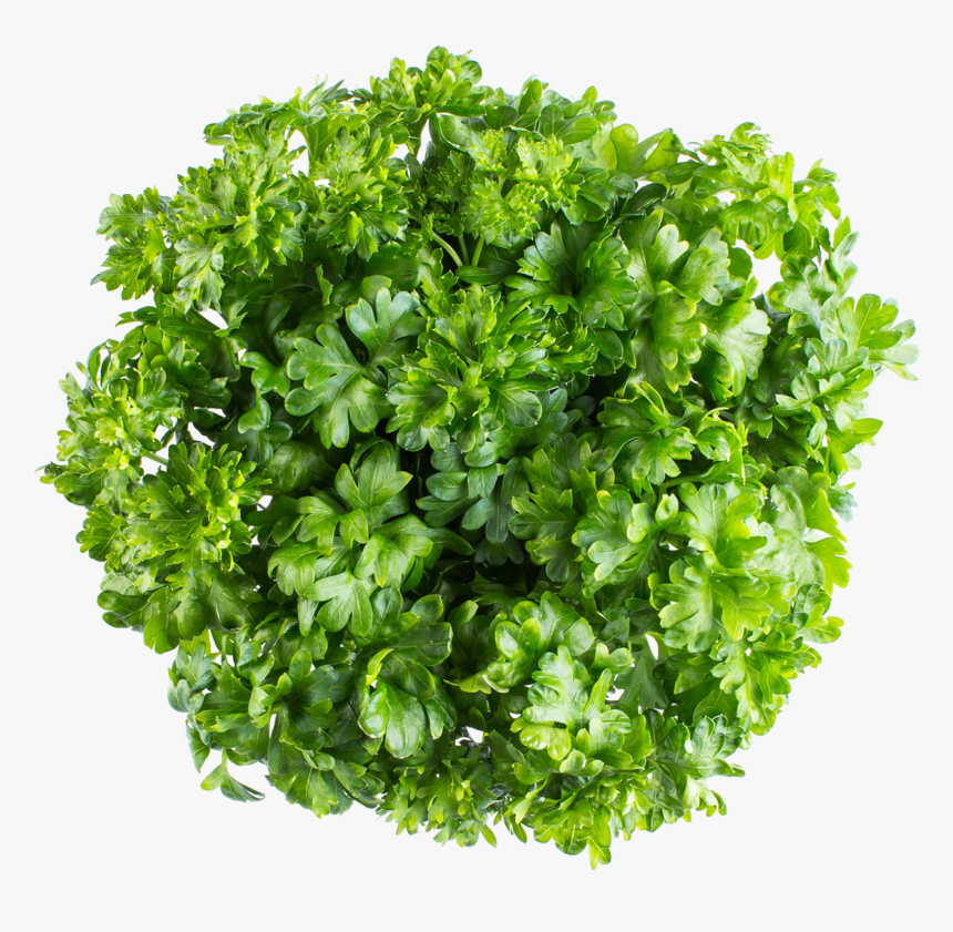 Curly Parsley - Grass, HD Png Download, Free Download