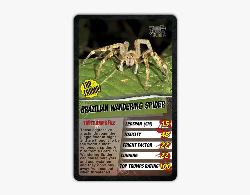 Most Dangerous Spider In South America, HD Png Download, Free Download