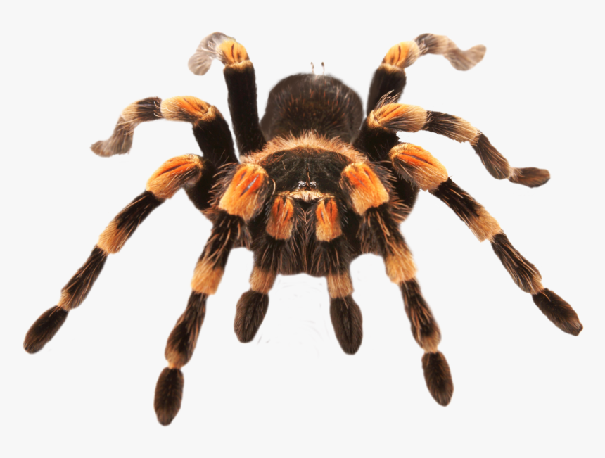 Tarantula Spider, HD Png Download, Free Download