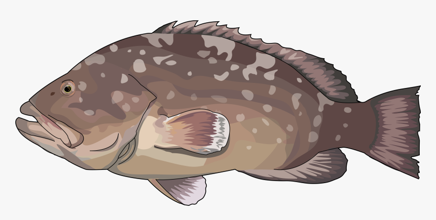 Mero Png Clipart , Png Download - Epinephelus Marginatus Clip Art, Transparent Png, Free Download