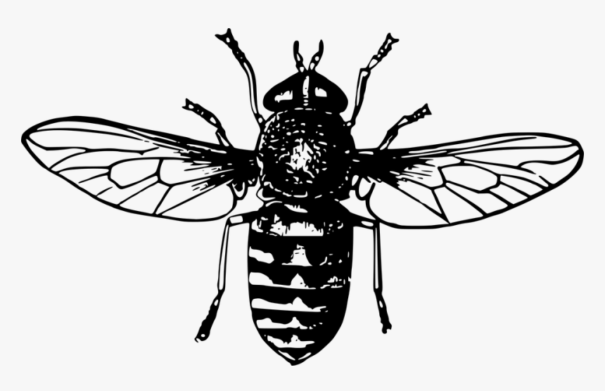 Mosca Animado - Honey Bee Black And White, HD Png Download, Free Download