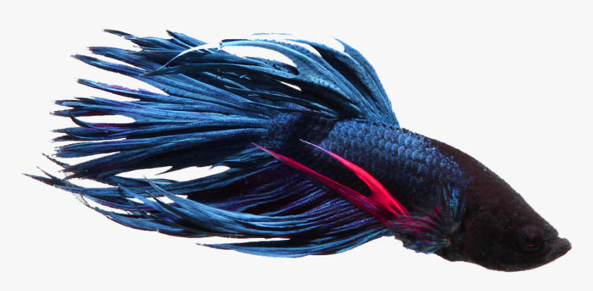 Betta - Betta Fish Transparent, HD Png Download, Free Download