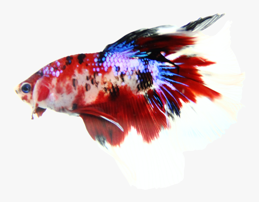 Bettai Services - Transparent Koi Betta, HD Png Download, Free Download