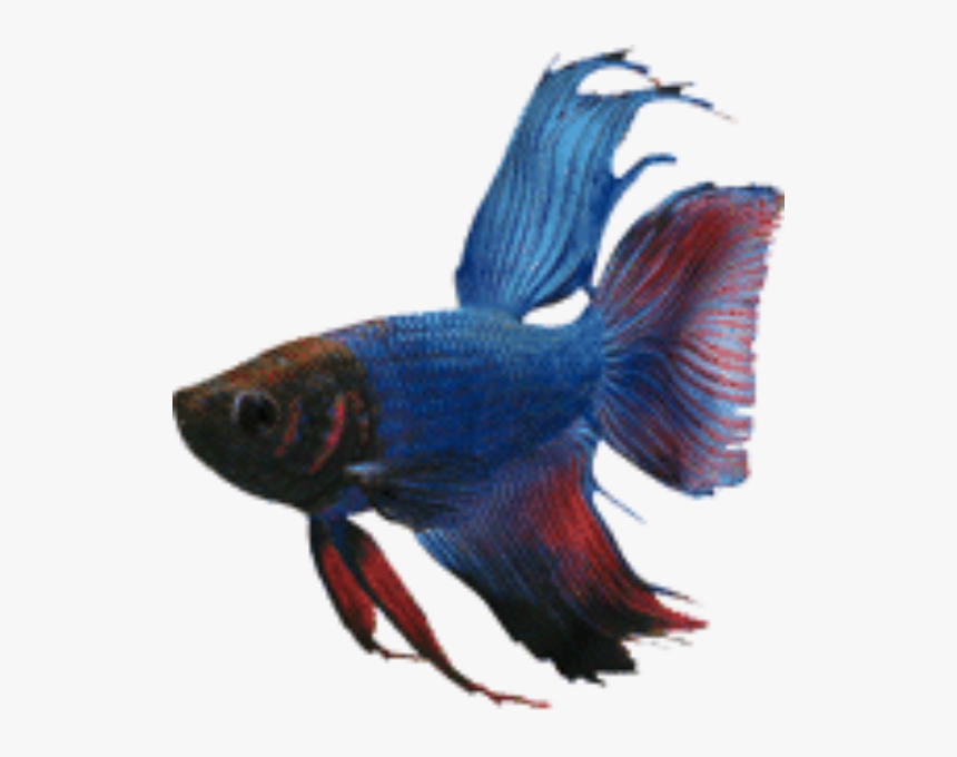 Blue Delta Tail Betta, Betta Breeding - Kampffisch Png, Transparent Png, Free Download