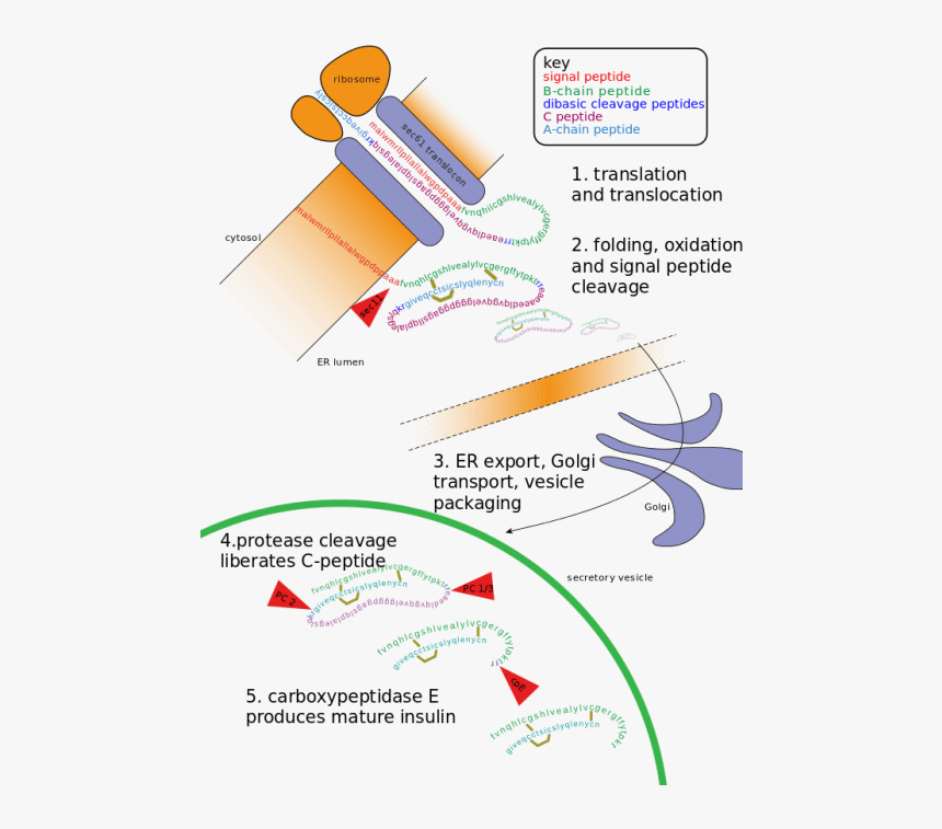 The Golgi Apparatus Modifies The Protein By Binding - Post Translational Modification Diagram, HD Png Download, Free Download