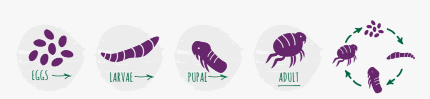 Bayer Flea Life Cycle, HD Png Download, Free Download