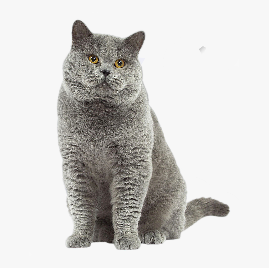 British Shorthair Cat - British Shorthair Chat, HD Png Download, Free Download