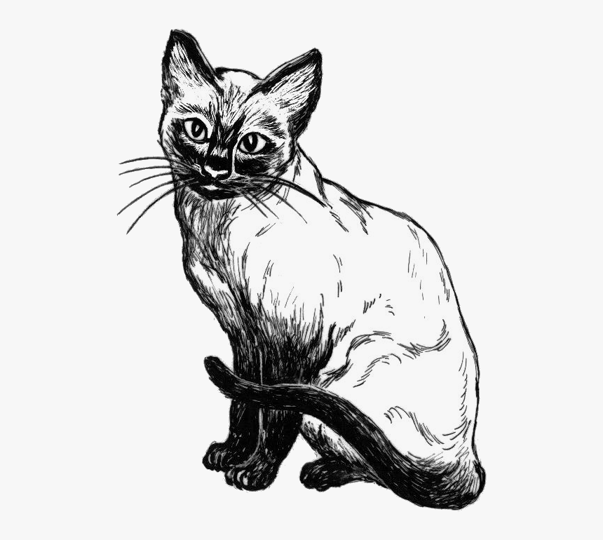 Transparent Persian Cat Clipart - Line Drawings Of Cats, HD Png Download, Free Download