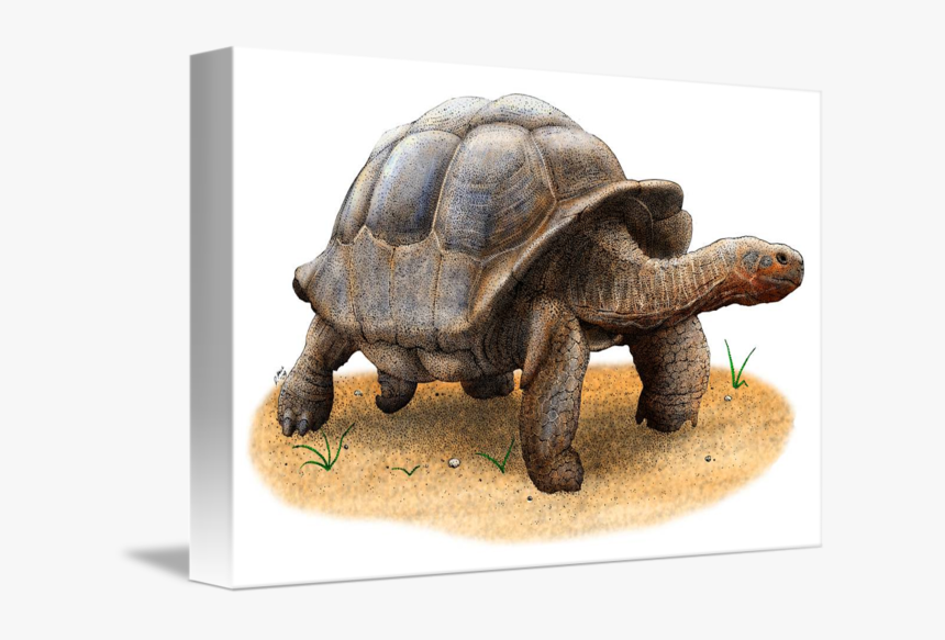 Thumb Image - Galápagos Tortoise, HD Png Download, Free Download