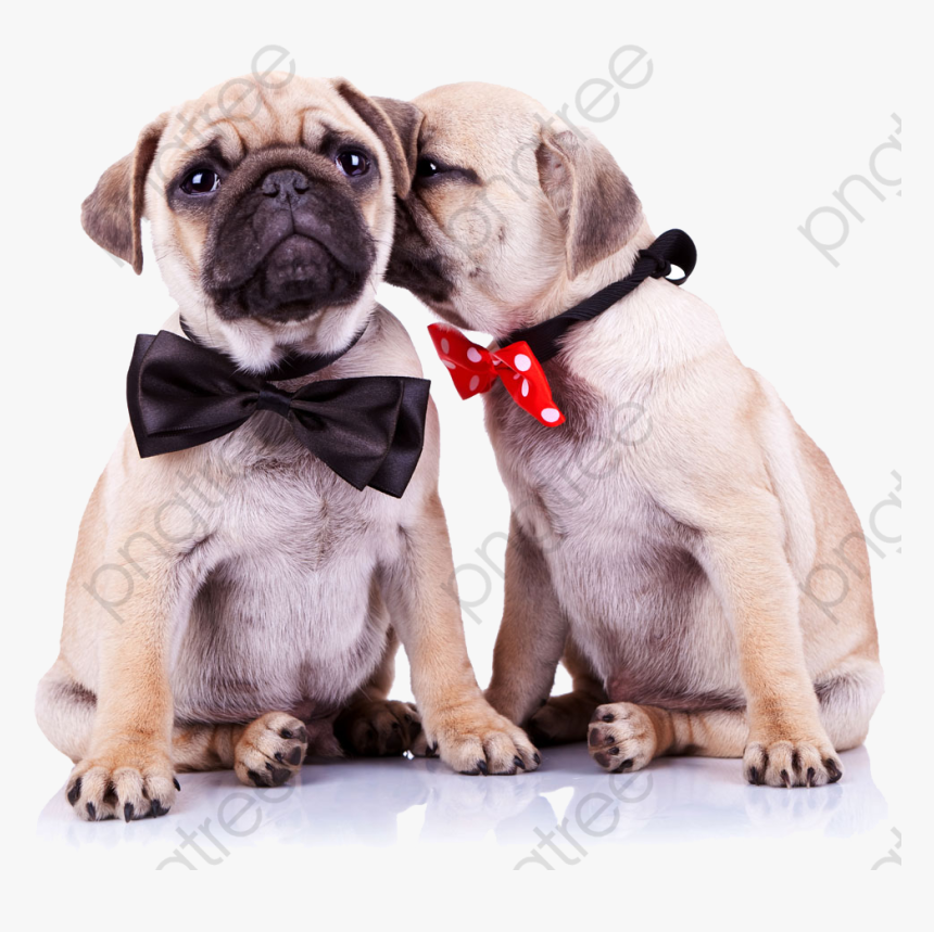 Transparent Pug Face Clipart - Dog Grooming Recommend A Friend, HD Png Download, Free Download