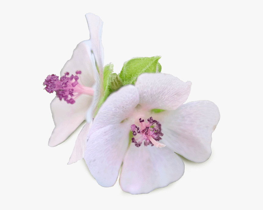 Marshmallow - Artificial Flower, HD Png Download, Free Download