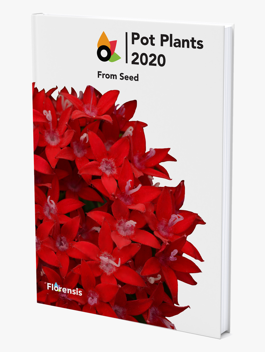 Catalogue - Poinsettia, HD Png Download, Free Download