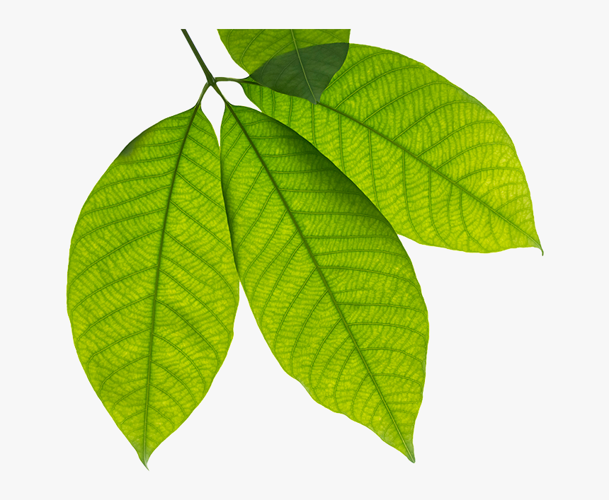 Rubber Trees Leaves, HD Png Download, Free Download