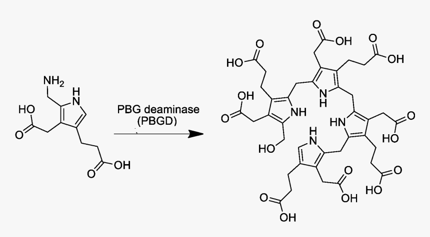 Pre Uroporphyrinogen Synthesis From Porphobilinogen - Pre Uroporphyrinogen, HD Png Download, Free Download