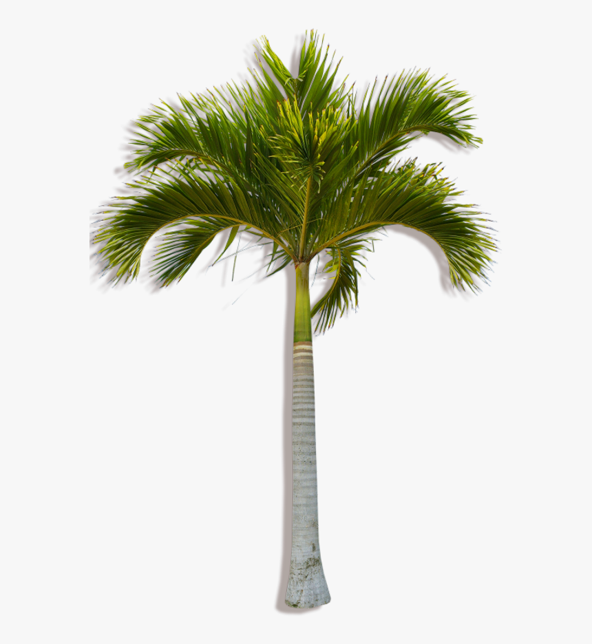 Coconut Tree Png, Transparent Png, Free Download