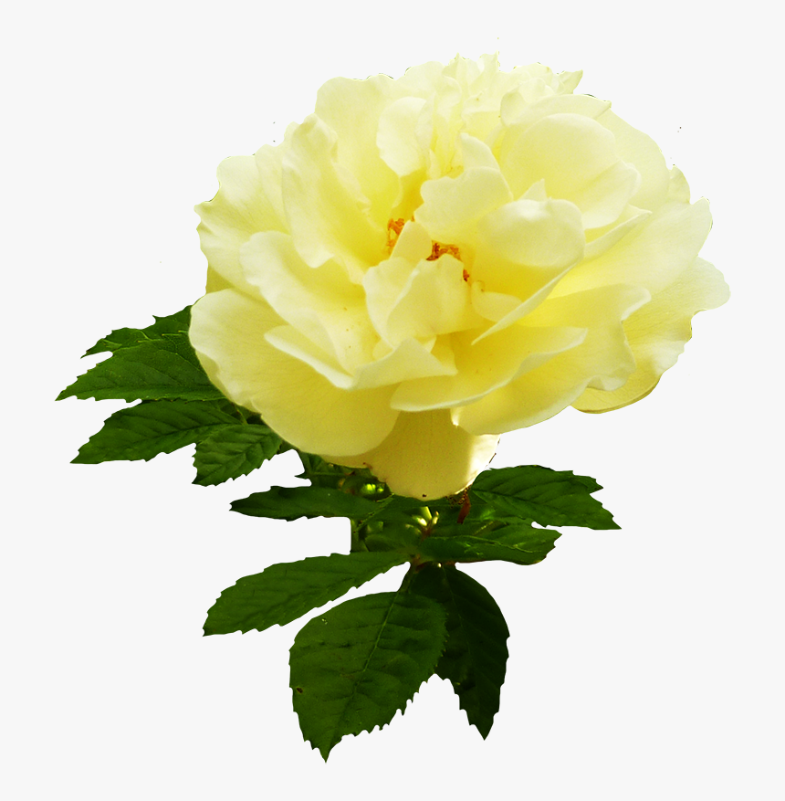 Yellow Rose Flower Png Download Garden Roses Transparent Png Kindpng