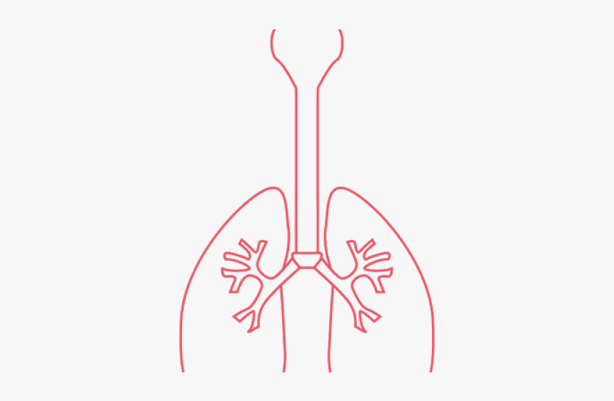 Lungs Png Transparent Images, Png Download, Free Download