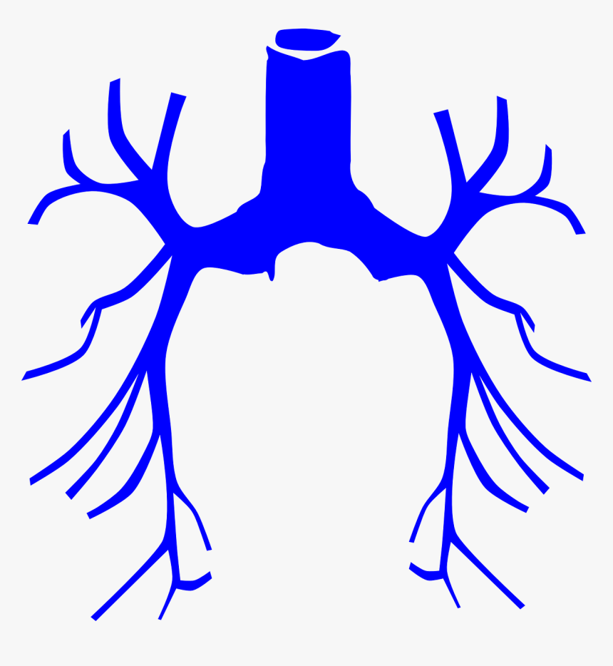 Lungs Png, Transparent Png, Free Download