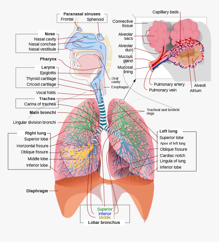 Respiratory System, HD Png Download, Free Download