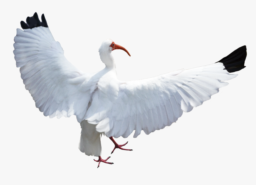 Transparent White Bird Png - Birds, Png Download, Free Download