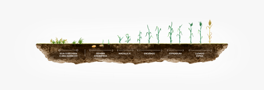 Transparent Espigas De Trigo Png - Etapas Del Cultivo De Arroz, Png Download, Free Download