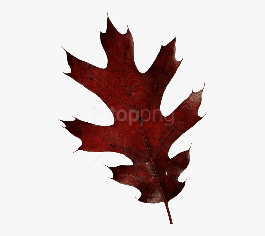 Free Png Download Autumn Leaves Clipart Png Photo Png - Oak Leaf Transparent Png, Png Download, Free Download