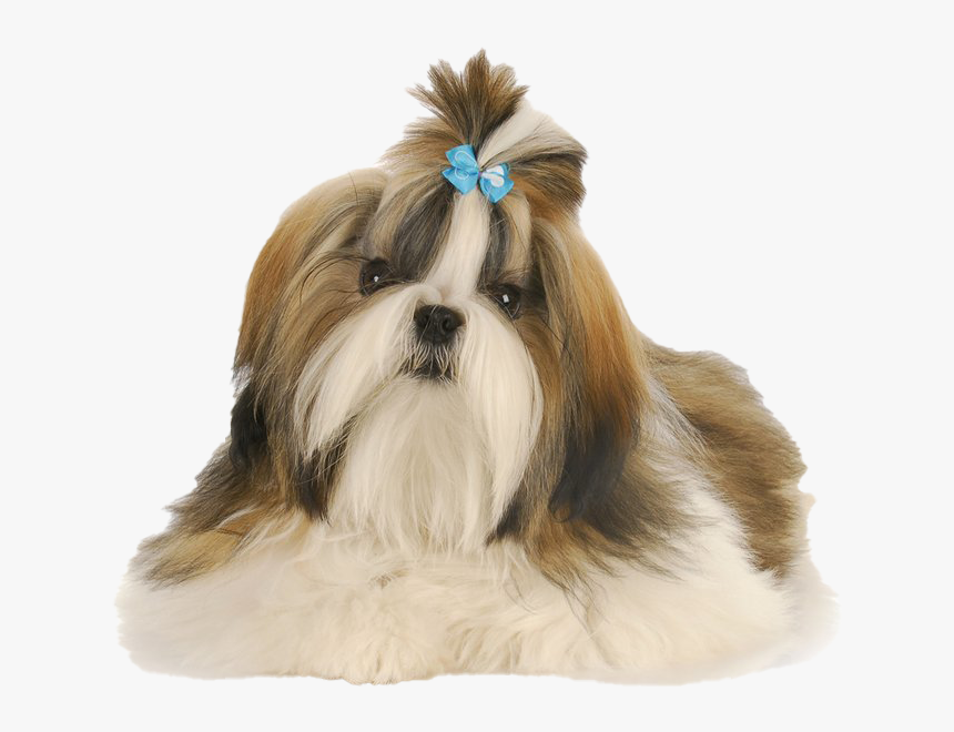 Shih Tzu Png Clipart - Shih Tzu Dog Png, Transparent Png, Free Download