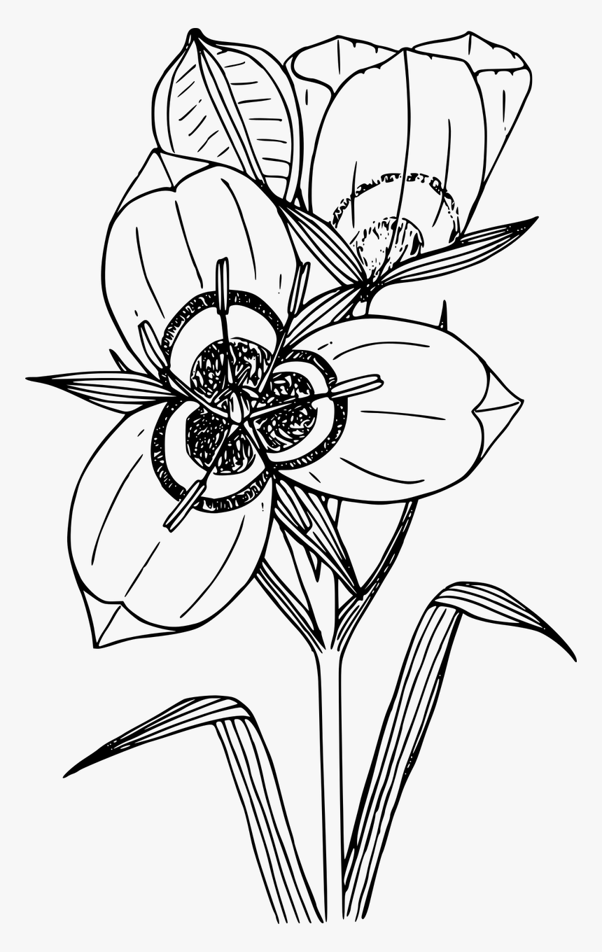 Wildflower Png, Transparent Png, Free Download