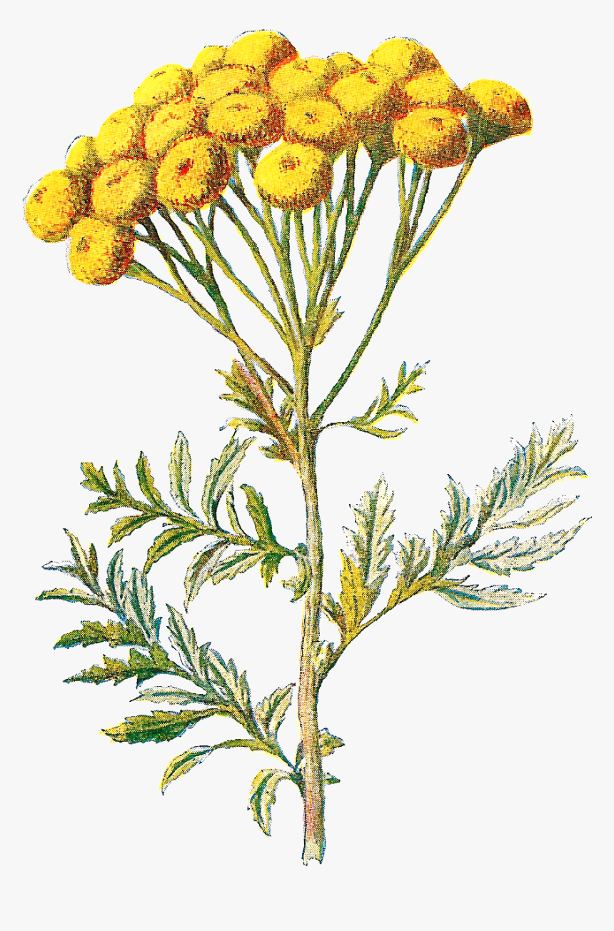 Digital Wildflower Image Tansy Flower - Tansy Wildflower, HD Png Download, Free Download