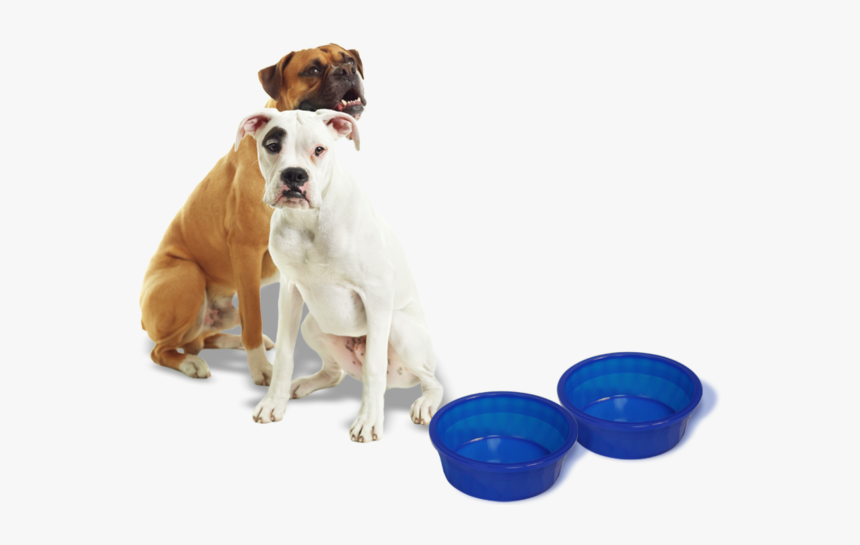 Dog Dishes 2 - Dog Yawns, HD Png Download, Free Download