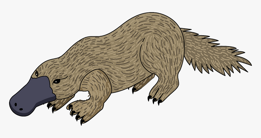 Platypus Clipart - Illustration, HD Png Download, Free Download