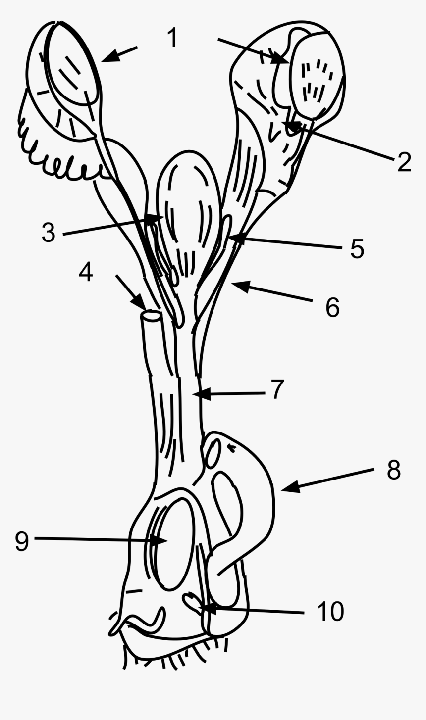 Female Platypus Reproductive System, HD Png Download, Free Download