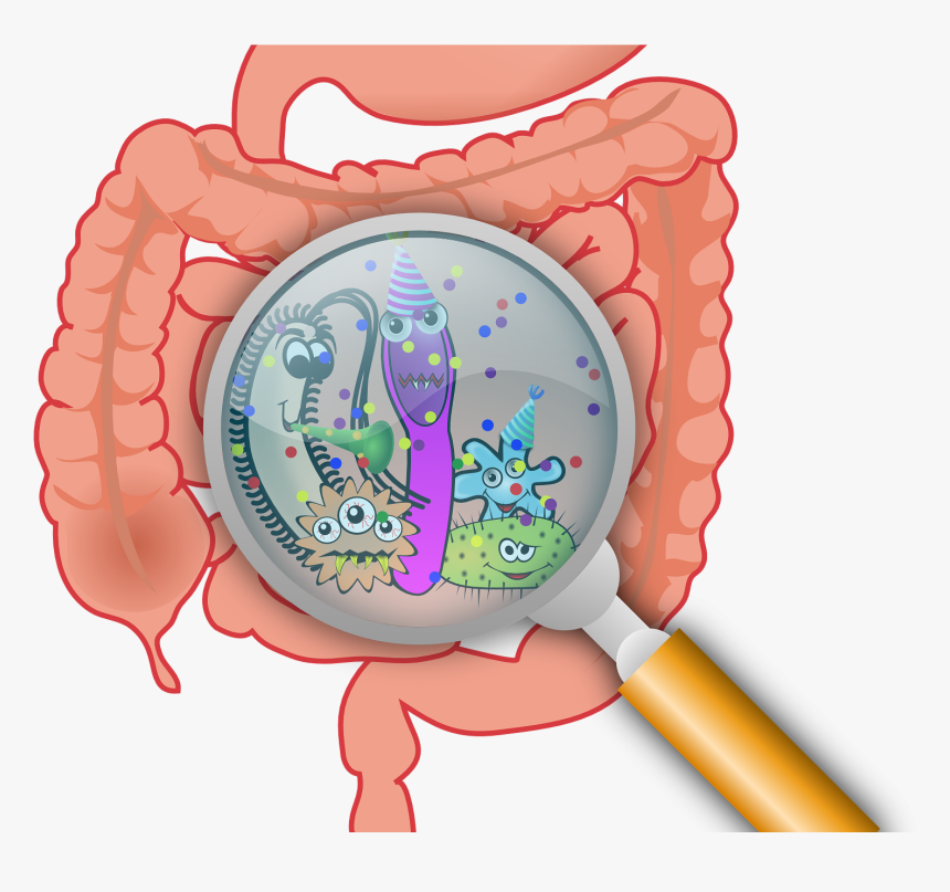 Researchers Find Bacteria Residing In Guts Of Mice - Intestinal Bacteria, HD Png Download, Free Download