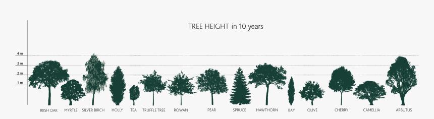 How Tall Will My Tree Grow - Tree Clip Art, HD Png Download, Free Download