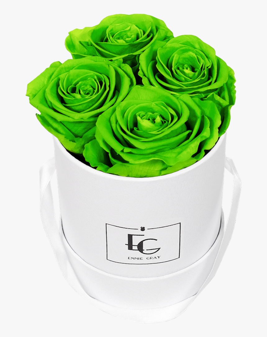 Garden Roses, HD Png Download, Free Download