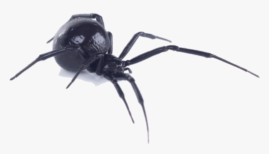 Black Widow Spider Bite - Black Widow Spider Side View, HD Png Download, Free Download