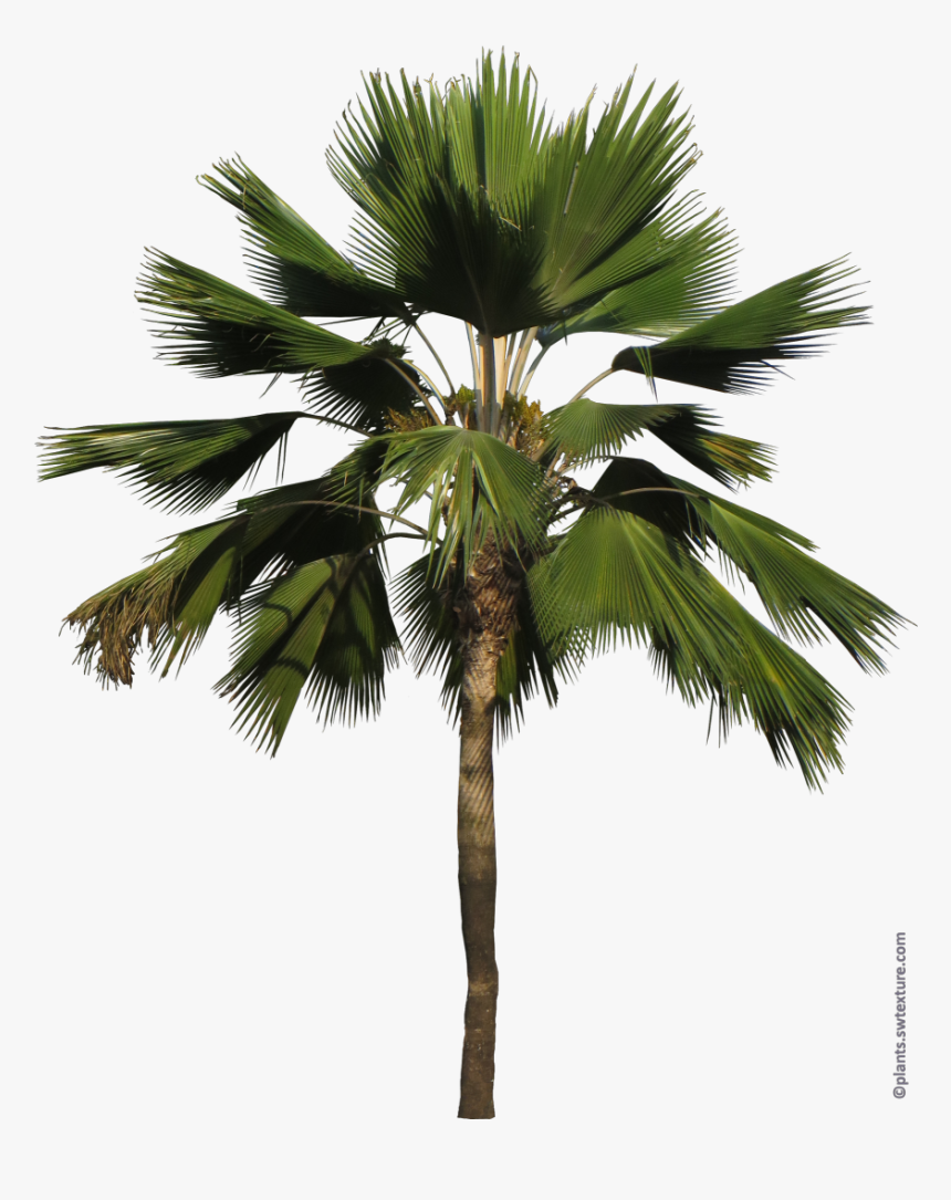 Pritchardia Pacifica Png - Borassus Flabellifer, Transparent Png, Free Download