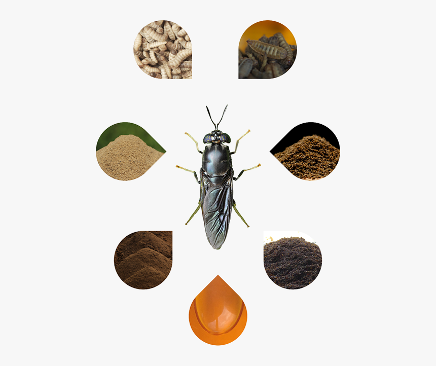 Transparent Flies Png - Black Soldier Fly Products, Png Download, Free Download