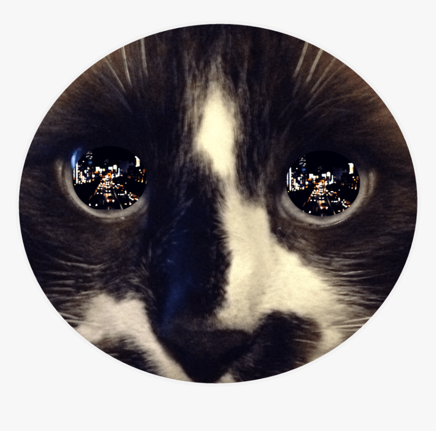 Free Png Download Reflection In Cat"s Eye Png Images - Reflective Eyes, Transparent Png, Free Download