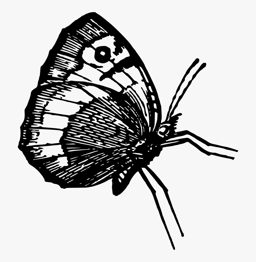 Butterfly - Lycaenid, HD Png Download, Free Download