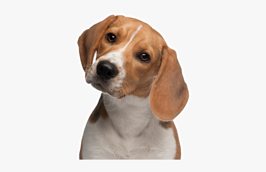 Dog Sitting Png - Cachorro Beagle 6 Meses, Transparent Png, Free Download