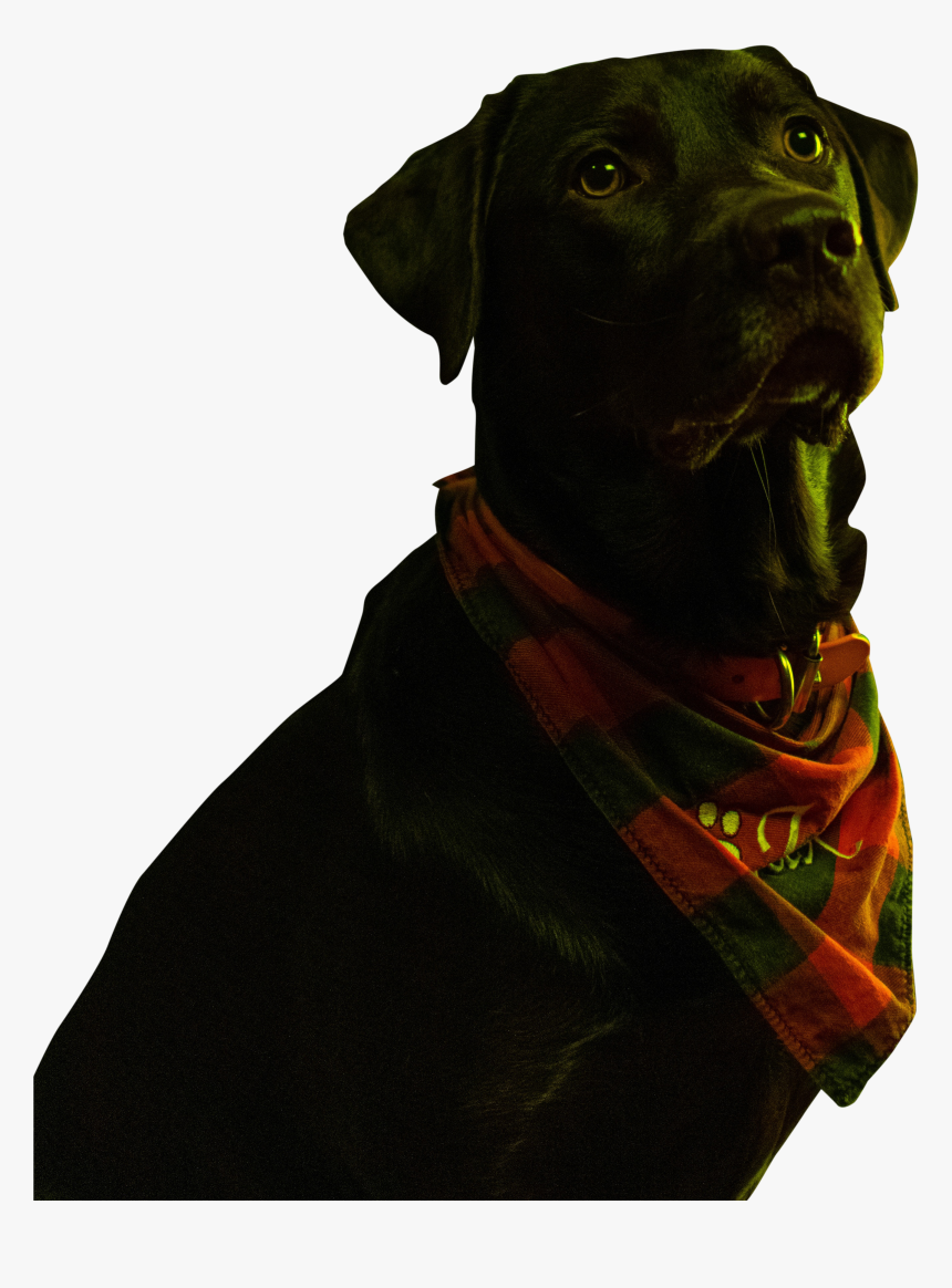 Guard Dog, HD Png Download, Free Download