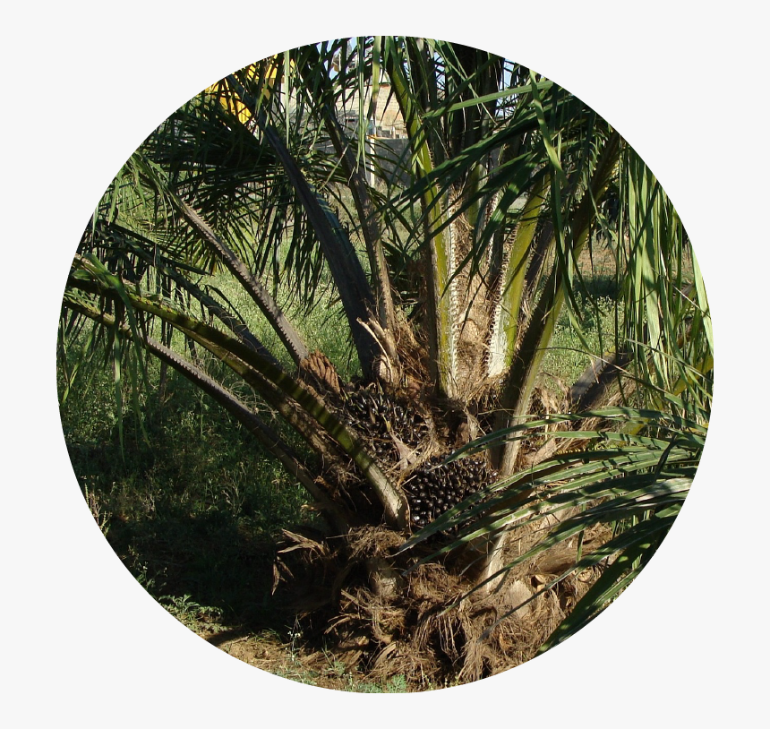 Palm Oil Male Tree, HD Png Download, Free Download