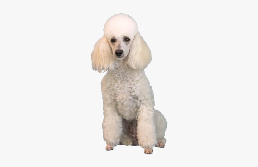 White Poodle Png - Poodle Png, Transparent Png, Free Download